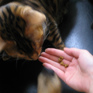 ベリーも食べたい! ベンガル猫ゆきむら / 猫のダイエット
