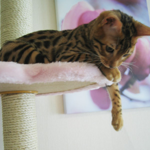 ベンガル猫ゆきむら 休憩中