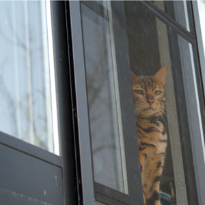 ちゃんと撮影してますかね? わんこ猫ゆきむらぶろぐ / 見てるよ