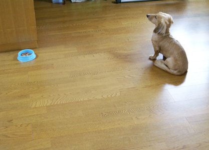 同情します・・・ わんこ猫ゆきむらぶろぐ / 当り屋