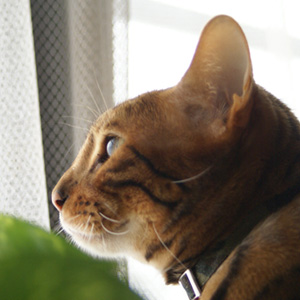 ジィーッ わんこ猫ゆきむらブログ_一点集中