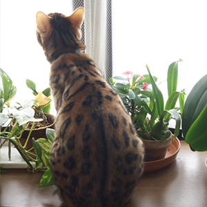 ジィーッ わんこ猫ゆきむらブログ_一点集中