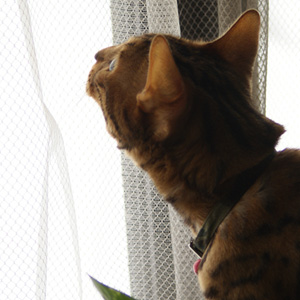 ジィーッ わんこ猫ゆきむらブログ_一点集中