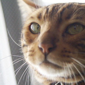 ドキッ! わんこ猫ゆきむらブログ_一点集中