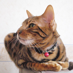 まるっと中。 わんこ猫ゆきむらブログ/だあの瞬間