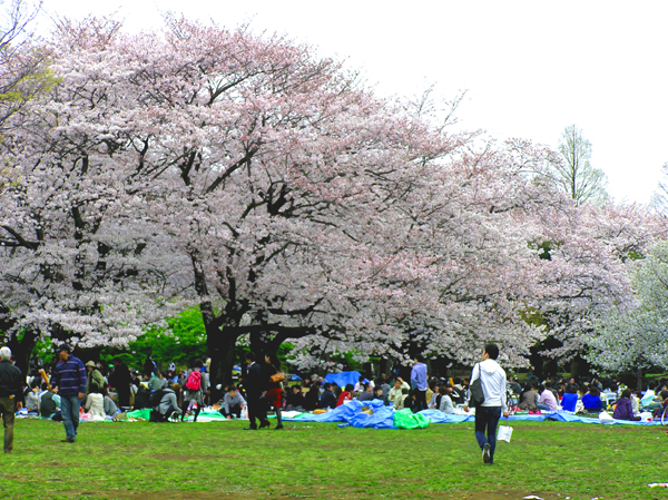 15年 代々木公園の開花 見頃時期と花見ベストスポットは 旧 ひとりっこタイム エンタメ速報