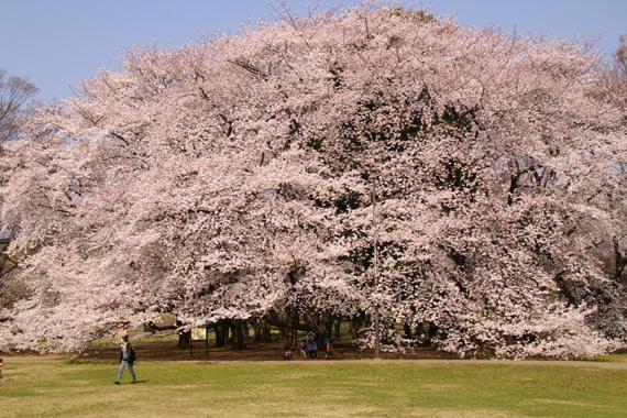 15年 砧公園の開花 見頃時期と花見ベストスポットは 旧 ひとりっこタイム エンタメ速報