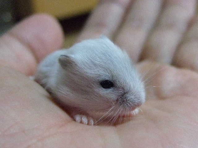 ハムスター 赤ちゃん １２日目 Cool Mouse