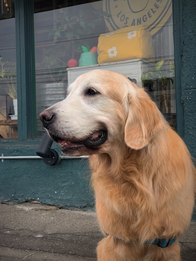 Deni S Store犬がいる生活