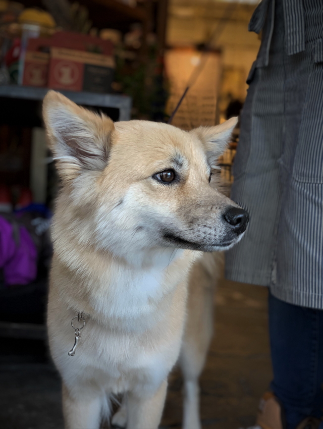 Deni S Store犬がいる生活