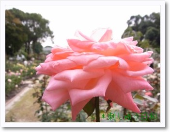 rose1-1