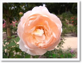 rose1-2