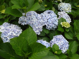 ヒルトン小田原の紫陽花