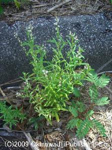 ルートビアのにおいのする植物