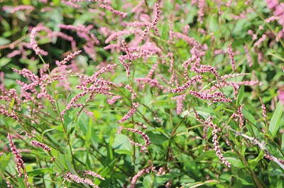 たで,秋の花