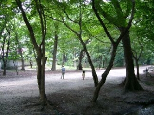 糺すの森