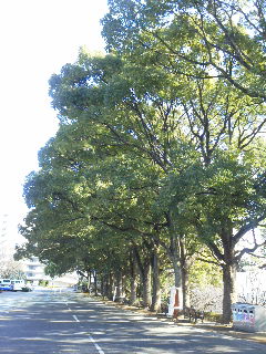 2010122512080000.jpg