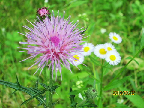 アザミとドクダミの花 星のまち交野