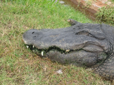 ワニ