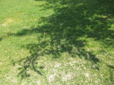 shadow