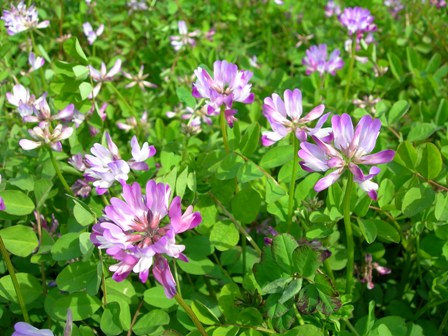 可愛いレンゲの花