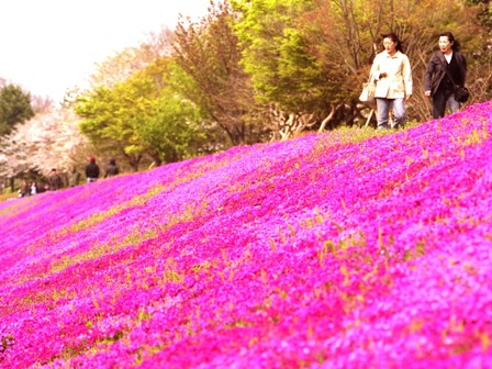 綺麗な芝桜