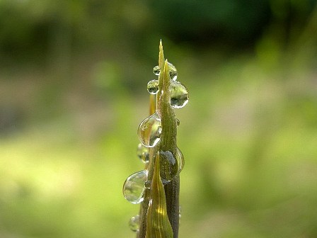 露状の滴