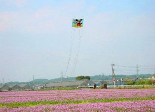 蓮華畑の大凧