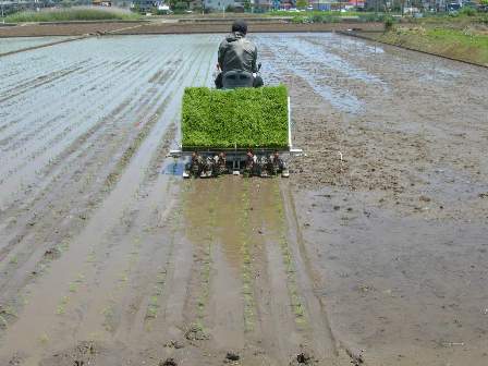 機械化進んだ田植え