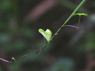 細くても健気に生きる