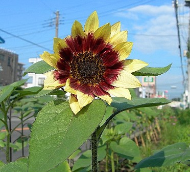 開花1号のひまわり