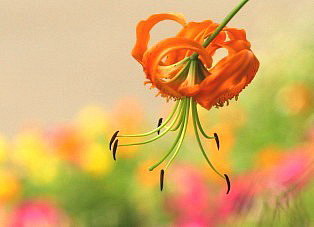 花言葉は飾らぬ美