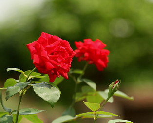 バラの花言葉無垢の美しさ