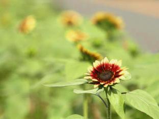 座間市の花・ひまわり
