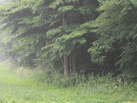 雨に煙る森の風景