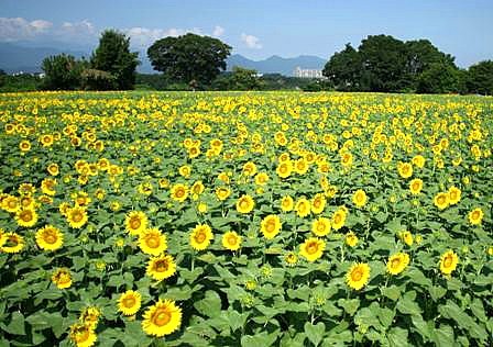 5分咲きのひまわり