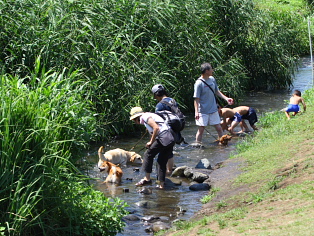 犬上流・人下流