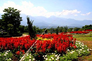 サルビヤの花壇