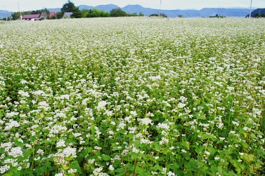 そばの花
