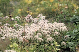 冬仕度の花