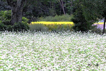 蕎麦の花