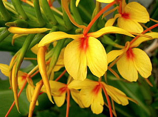 異形の花ウコン
