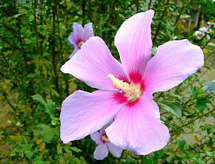 芙蓉