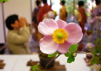 山野草と茶会
