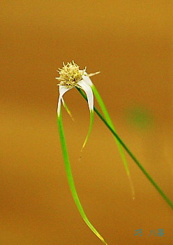 シラサギカヤツリ草
