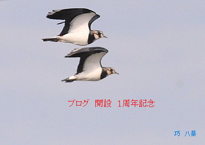 ¥¿¥²¥ê¤ÎÈôæÆ