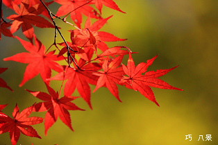 紅葉の彩り