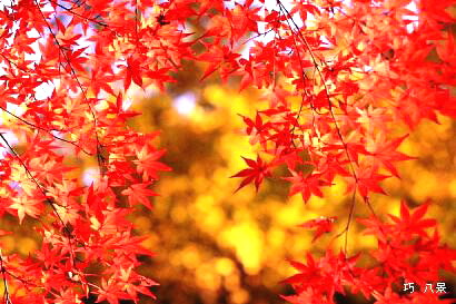 紅葉