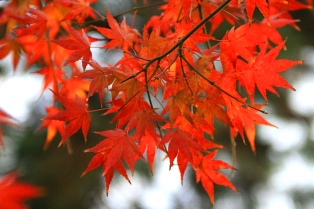 鮮やかな紅葉