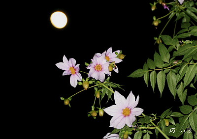 月冴えの夜ダリアの花見